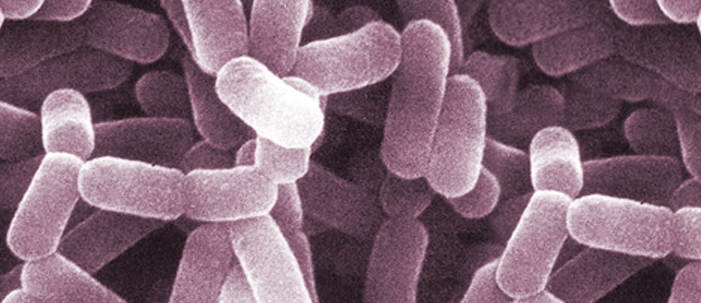 Image of probiotic micro-organisms